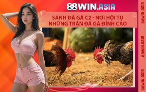Sảnh Đá Gà C2 - Nơi Hội Tụ Những Trận Đá Gà Đỉnh Cao